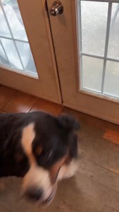 258K views · 61K reactions | Cher truly loves her job.. I’m sure getting to finish the left over puppy food helps too 﫶 #dogstagram #bernesemountaindog #berneselove #bernese #berneselife #bernesepuppy #berneselovers #bernerinstagram #bernesepuppies #dogs | Alpenspirit bouvier bernois - bernese mountain dog | Facebook