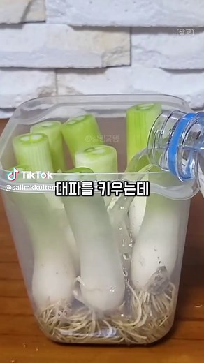 집에서 키우는 210번 채소 제품 소개