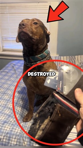 Guilty Dog Destroys Owner’s Wallet 😂💳🐶 #shorts #shortfeed #GuiltyDog