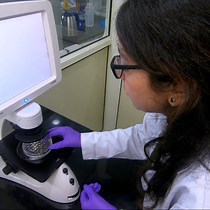 Video: Assessment of Mitochondrial Health in Cancer-Associated Fibroblasts Isolated from 3D Multicellular Lung Tumor Spheroids