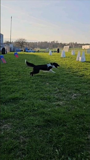 💥🥎Cette border collie découvre le Flyball 🐕🐶 #bordercollie #chien #flyball #sportcanin #sportscanins
