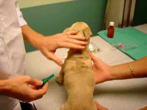 How to Apply Topical Medication to Your Dog