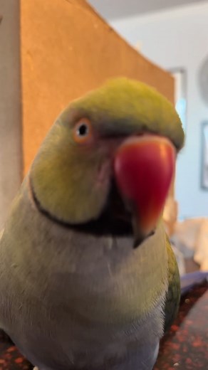 Beaker's Date Night Excitement with Tinkerbell