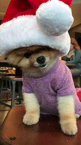 jiffpom on Reels