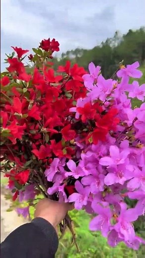 Azalea: Jiangxi's Floral Gem Unveiled
