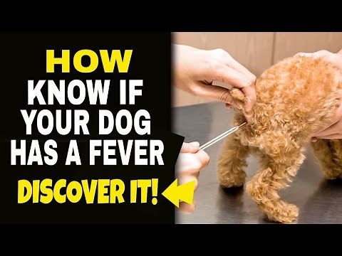 💦How To Know If Your Dog Has a Fever and What To Do🐶
