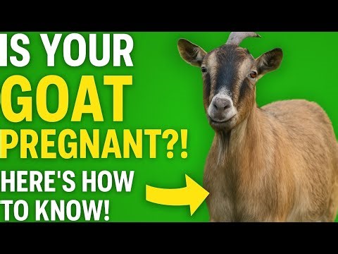 How to tell your goat is pregnant without a vet!