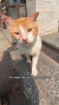 Why ear notching is important