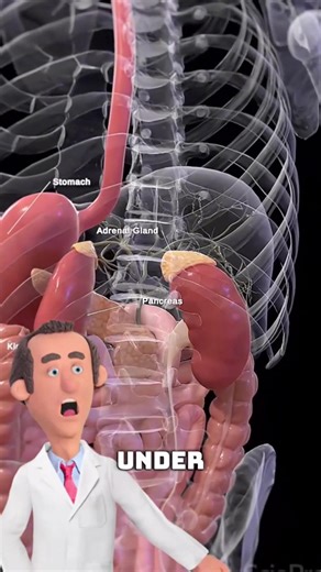 What is cortisol and what does it do? | pharmacyphil