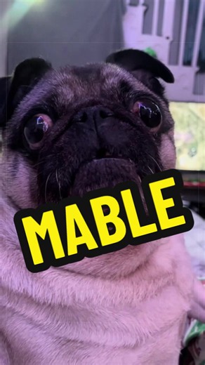 Mabletheangel legacy lives on #pug #liveforever #Love #nyanpug #memory | Dog Videos