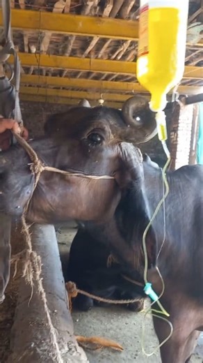 iv fluid therapy in dehydrated buffalo #fieldveterinarian #veterinarian #veterinary #buffalo #fluidtherapy #dehydration #dairyfarming | Field Veterinarian