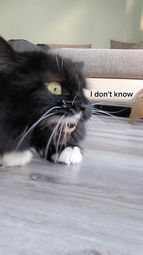 cat problems. #cat #chatter #chittering #hungrycat #talkingcat