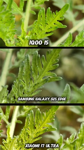 The Ultimate Camera Battle iQOO 15 vs Samsung Galaxy25 Edge vs Xiaomi 17 Ultra Photography Test