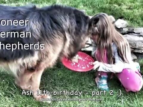 145 pound gentle giant German Shepherd Ash celebrates his 11th birthday in Gettysburg