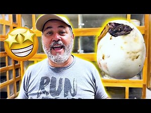 Hatching Super Rare Python Babies🤩