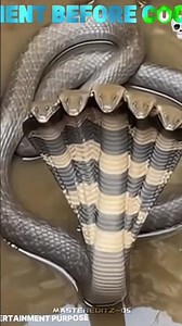 five head snake 🤯🐍🐍🤯