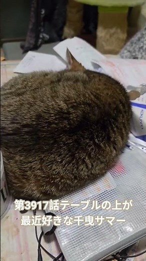 #ねこの日常 #千曳サマー#松の木小唄#三島俊夫 12/27⇉毎日千曳サマー