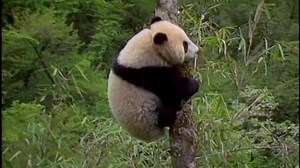 16 Baby Noah: Animal Expedition 2004-2007 DVD