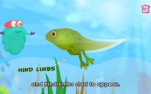 青蛙的一生|百诺博士秀The Binocs Show