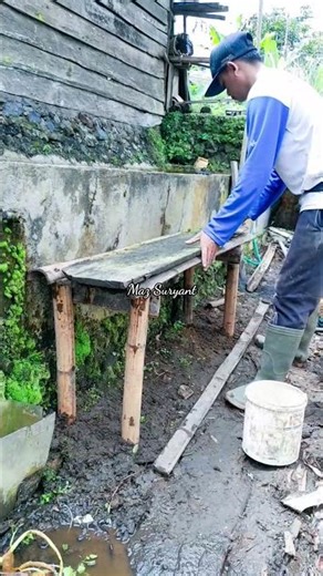 membuat tatakan dari bahan seadanaya agar tanaman lebih rapi #tanamanpekarangan #tanamanunggul