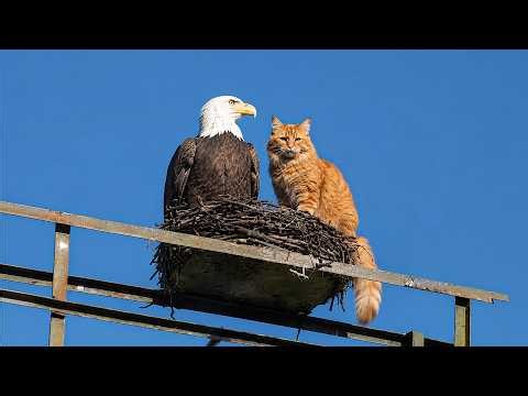 Eagles Being Surprisingly Funny 😂 Hilarious Bird Videos