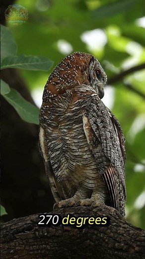 Amazing Owl Facts You Didn’t Know | Wildlife Shorts