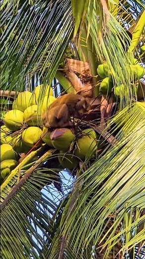 Monkey Harvests Coconuts in Thailand | Amazing Tree Climb! #shorts #wildlife#monkey