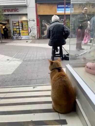 Bodega Cats on Reels