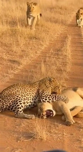 Rhino CHARGES Leopard - SAVES Lion Cub 🔥 #viral