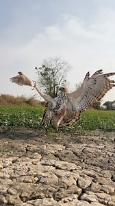 Changeable Hawk Eagle are employ techniques like high-perch scanning, contour hunting, and cooperative,, sometimes paired, hunting to capture prey on the ground or in the air. #Eagle #reelsvideoシ #reelsviralシ #reelsviralシfb #reelschallenge #rosveasna #eagle #birdlife #hunting #hawkeagle #goldeneagle | Ros Veasna