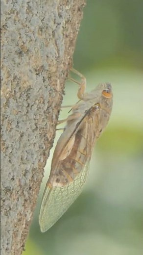 Cicada Sounds 🧡(Close Up Of A Cicada Resting On A Tree Trunk)