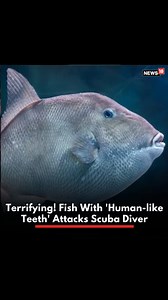 8.4K views · 25 reactions | Triggerfish bites a scuba diver’s leg in a chilling video! #fish #scubadiving #triggerfish #diving | News18 | Facebook