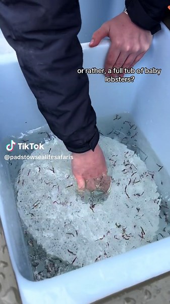 Baby Lobster Release: A Fascinating Sight!