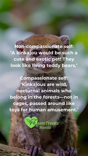 Non-compassionate self: ‘A kinkajou would be such a cute and exotic pet! They look like living teddy bears.’ Compassionate self: ‘Kinkajous are wild, nocturnal animals who belong in the forests—not in cages, passed around like toys for human amusement.’ We used to see kinkajous as adorable novelties, never questioning what it meant to take them from the wild and force them into homes they were never meant to live in. We didn’t think about their stress, their fear, or the suffering they endure in