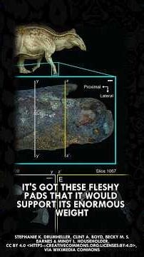 We Know Exactly What These Dinos Looked Like #Dinosaurs #Dino #Fossils #Paleontology #Shorts