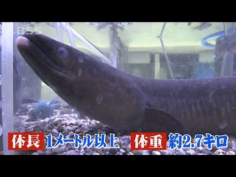 中海で…体長1メートル超！国内最大級の「巨大ウナギ」 捕ったどー！