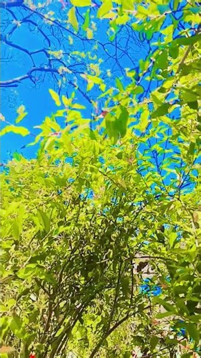 Our environment 🌱🌿! what is the our green life 🌱🌱🌱