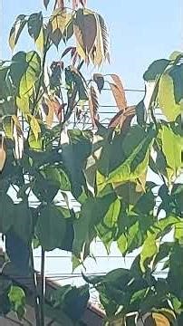 bom dia Pirassununga SP 5a. Feira 16.04.2026 07:45 horas com sol.