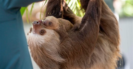 Baby sloth at Palm Beach Zoo needs a name, and you can help
