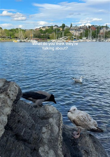 Funny Bird Conversation Guessing Game