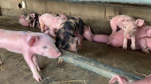 Pig Farming For Beginners - Pig Farm | Pig Videos #pigs | Pig Videos