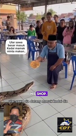 A huge python entered a mamak shop asking for food…
