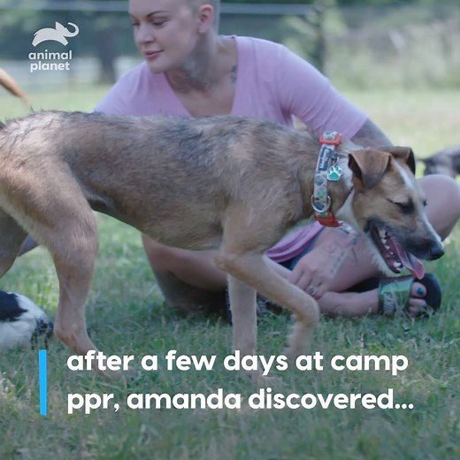 454K views · 694 reactions | Egypt came to Panda Paws Rescue as a shy and broken pup from Hawaii. Little did we know this sweet girl is quite the spitfire! #AmandaToTheRescue | Animal Planet | Facebook