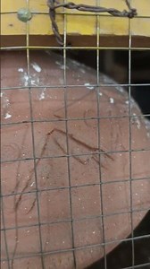 Buggies parrots chicks #pets #buggies