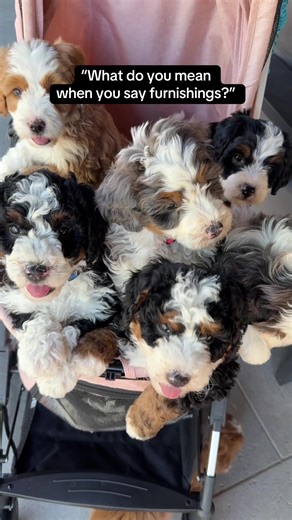 Understanding Furnishings Gene in Bernedoodles