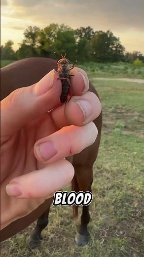 Why Do Farmers Hate Horse Flies So Much