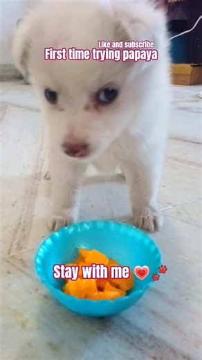My puppy trying papaya first time #puppy #pets #viral #cute #dog #funny #viral #shorts #usa #uk