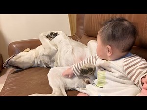 ［2本立て］いつの間にそんな仲になったんだ／マッサージマッサージ ラブラドールレトリーバー