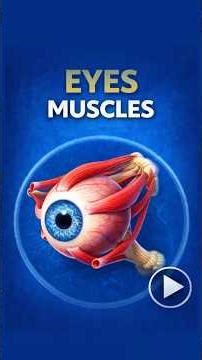 Eye Muscles | Structure & Function Simplified