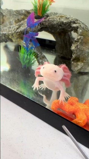 This animal can regenerate its brain 😱 #animals #curiosities
